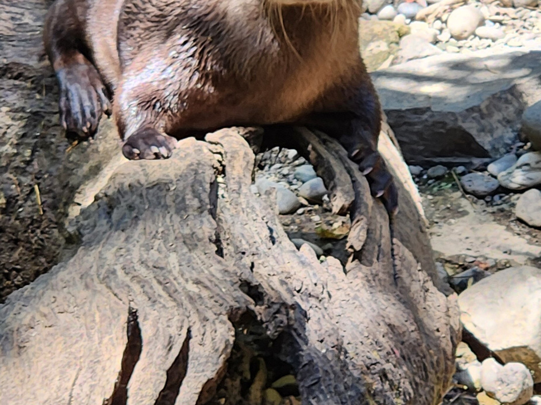 Wildlife Images - Rehabilitation & Education Center-格兰茨帕斯必去景点