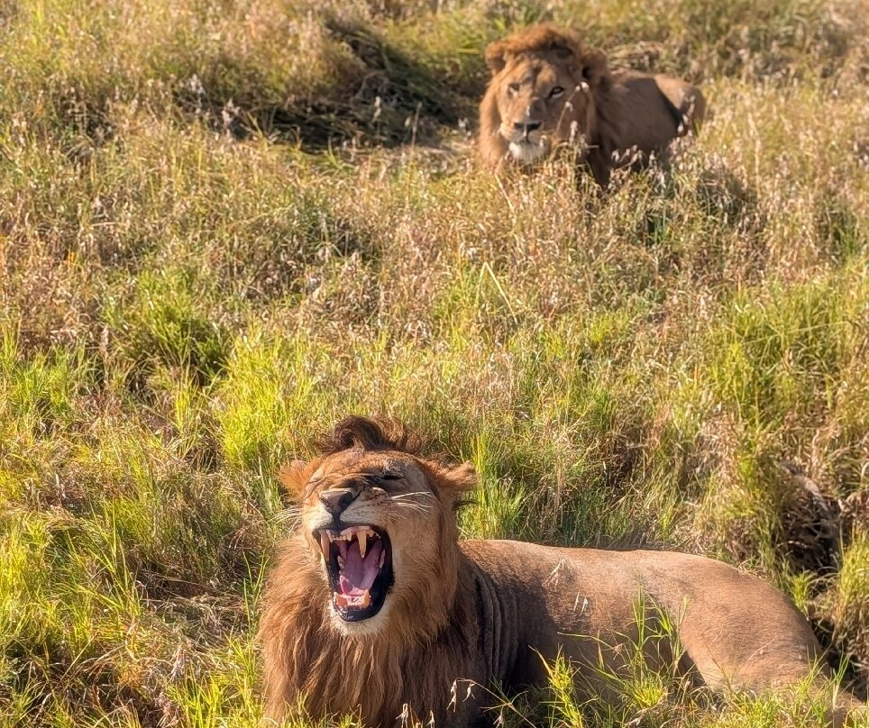 Wild Authentic Tanzania-阿鲁沙必去景点