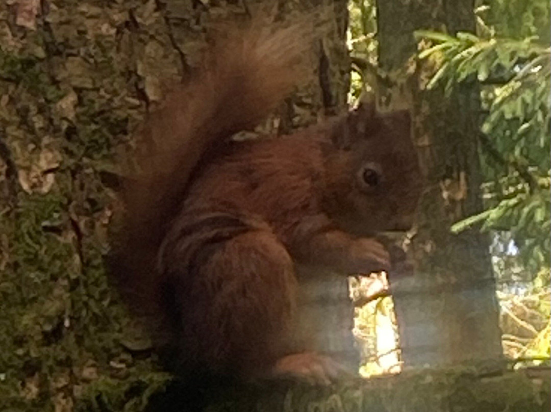 Snaizeholme Red Squirrel Trail-约克郡河谷国家公园必去景点