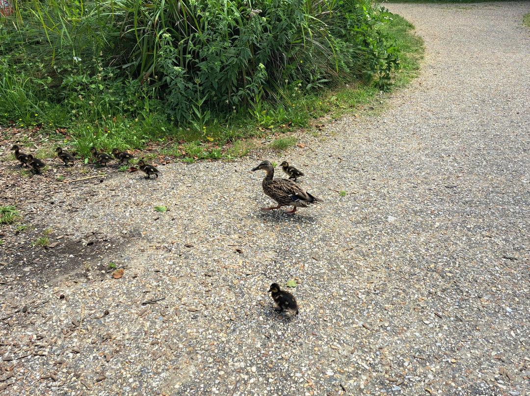 Pensthorpe-Fakenham必去景点