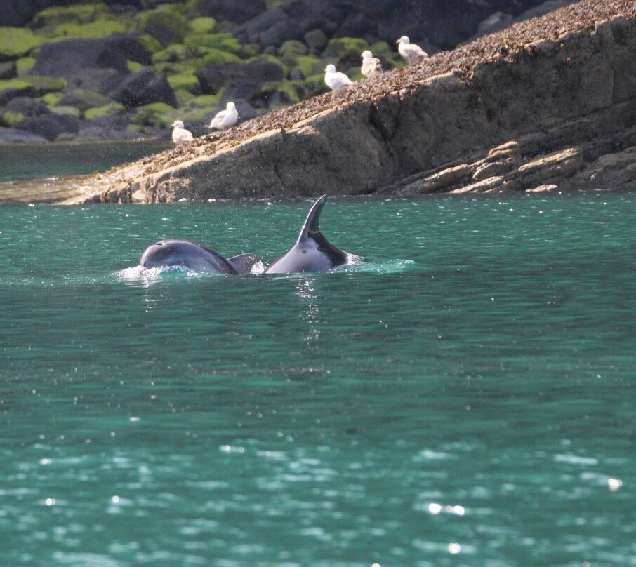 Dolphin Survey Boat Trips-纽基必去景点
