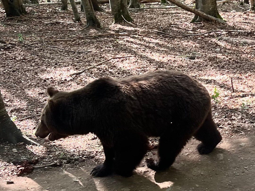 BEAR SANCTUARY Belitsa-Belitsa必去景点