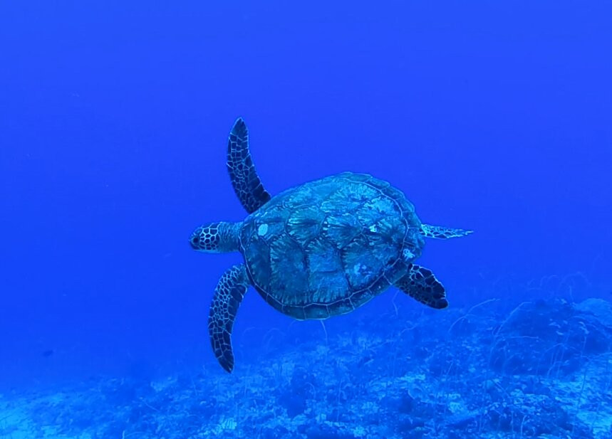 鳐鱼湾度假村主图