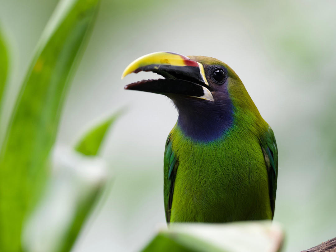 Costa Rica Focus-圣何塞必去景点