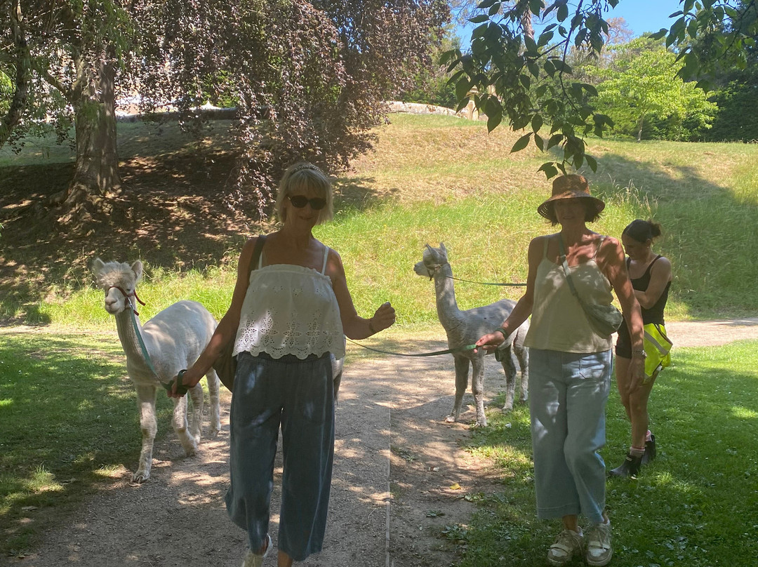 Cotswold Alpacas-切尔滕纳姆必去景点