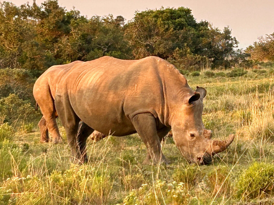 Schotia Safaris Private Game Reserve-伊丽莎白港必去景点