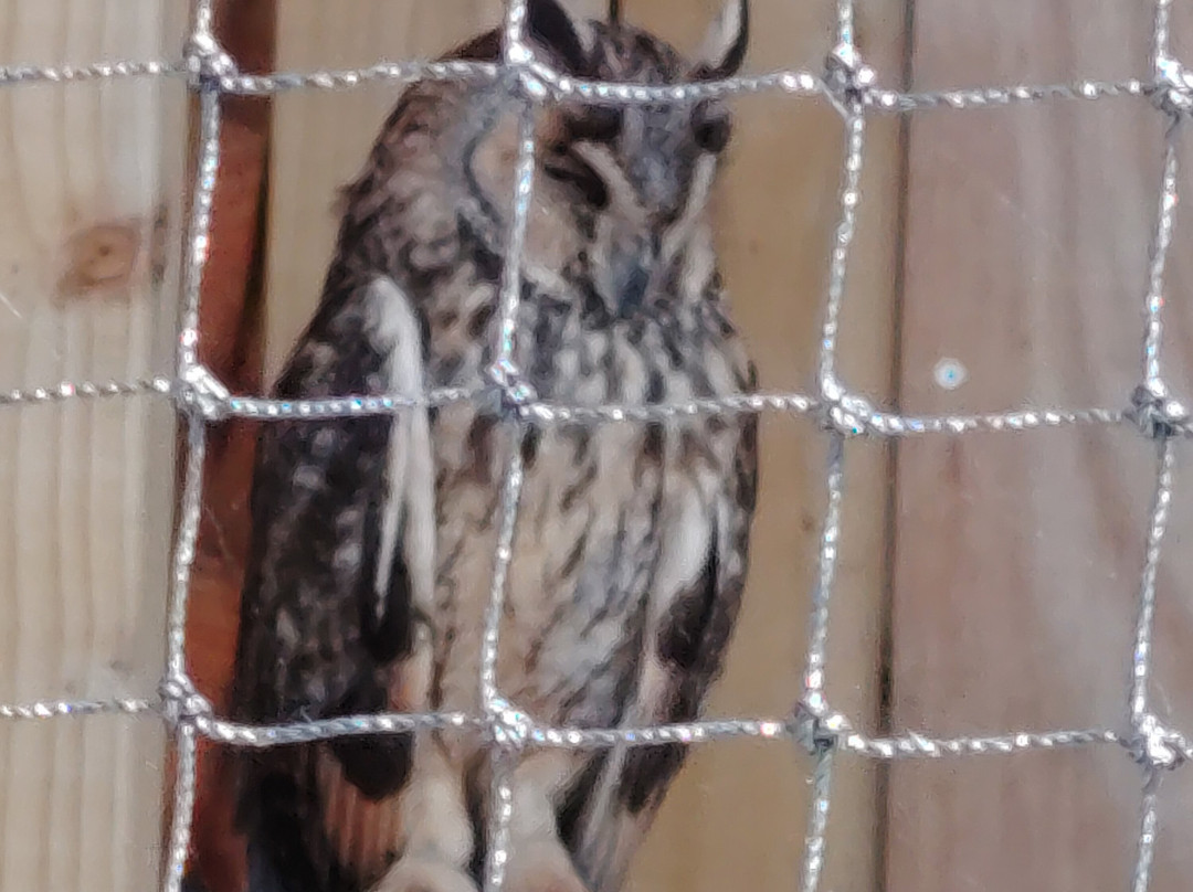 The British Bird of Prey Centre-喀麦登必去景点