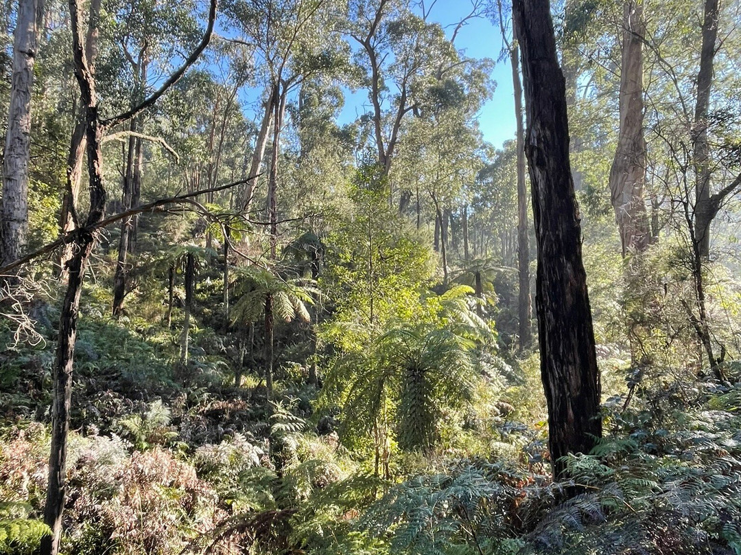 Maroondah Reservoir Park-希尔斯维尔必去景点