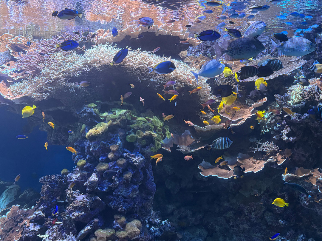 丹麦国家水族馆-哥本哈根必去景点