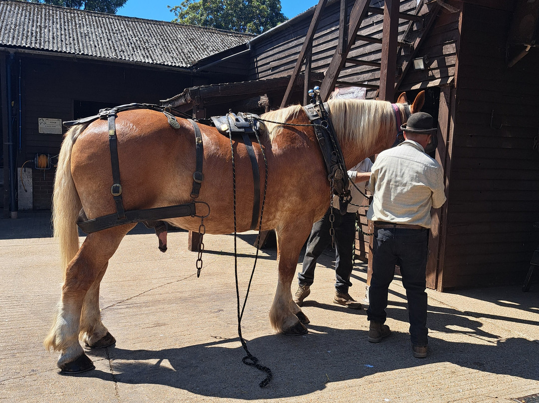 Dorset Heavy Horse Farm Park-Verwood必去景点