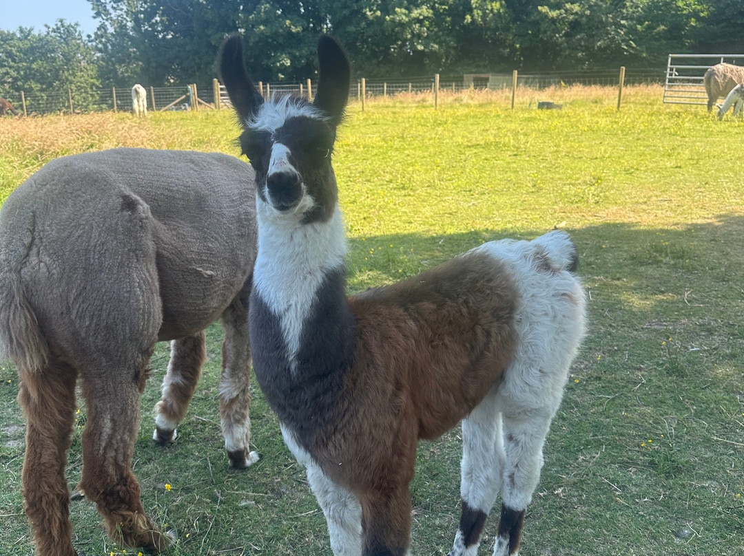 Bardsea Alpacas And Llamas-Bardsea必去景点