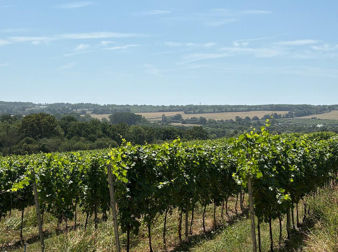 Wildshark Vineyard-Harrietsham必去景点