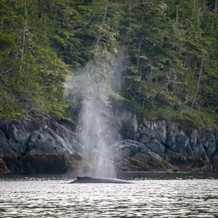 Seasmoke Whale Watching-Alert Bay必去景点