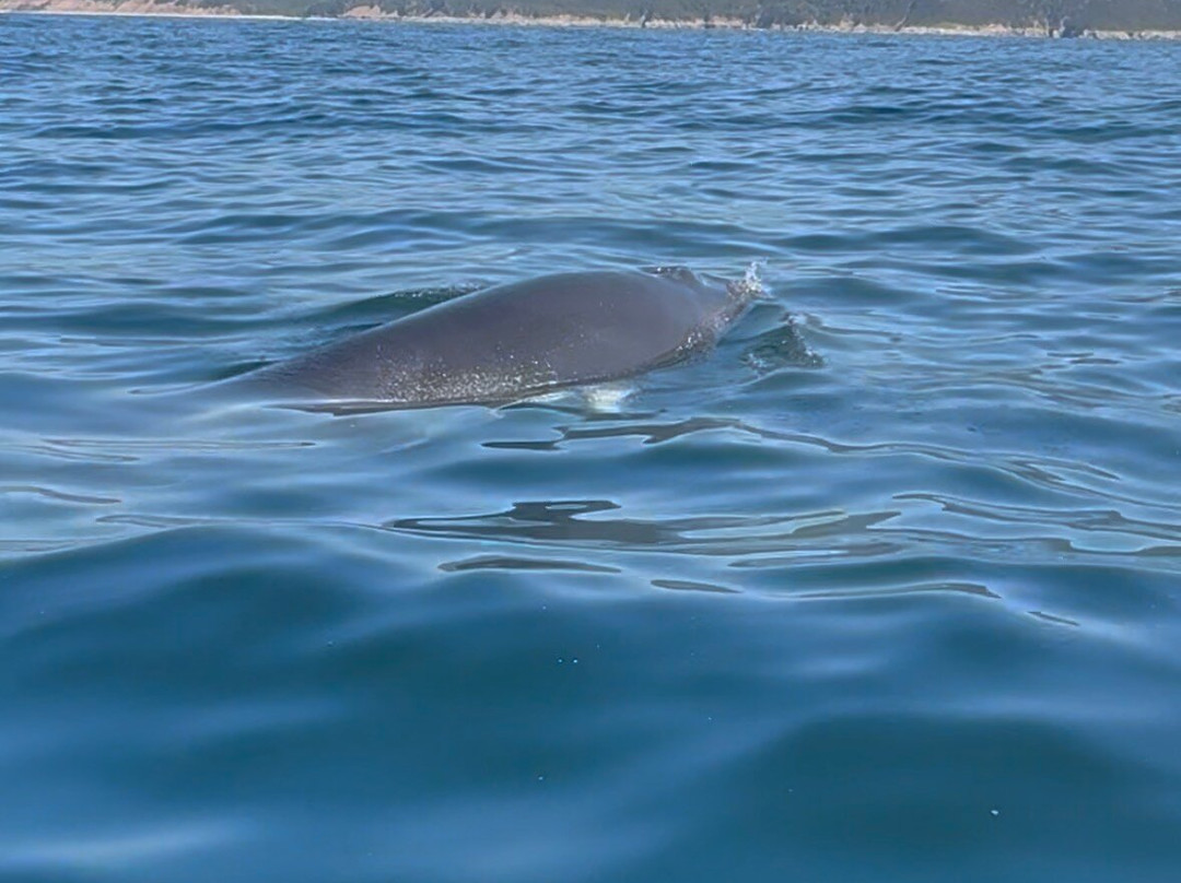 Capt. Mark's Whale and Seal Cruise-Pleasant Bay必去景点
