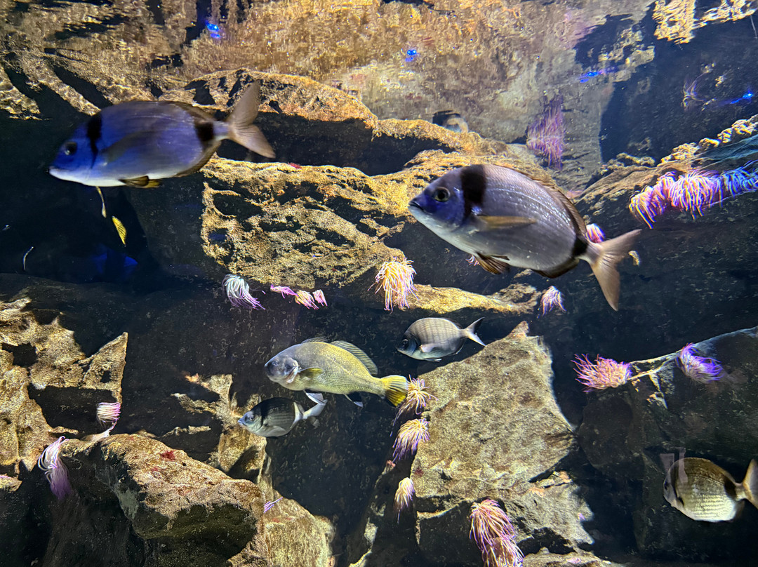 热那亚水族馆-热那亚必去景点