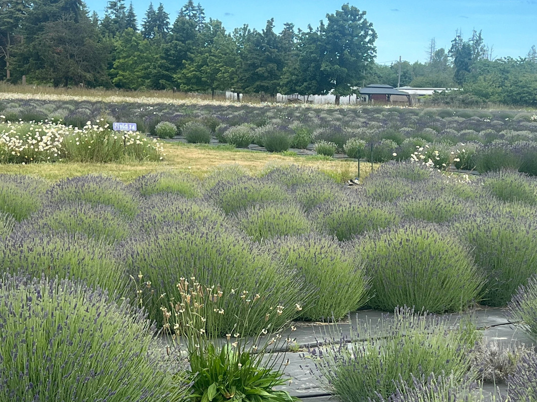 B & B Family Lavender Farm-塞奎姆必去景点