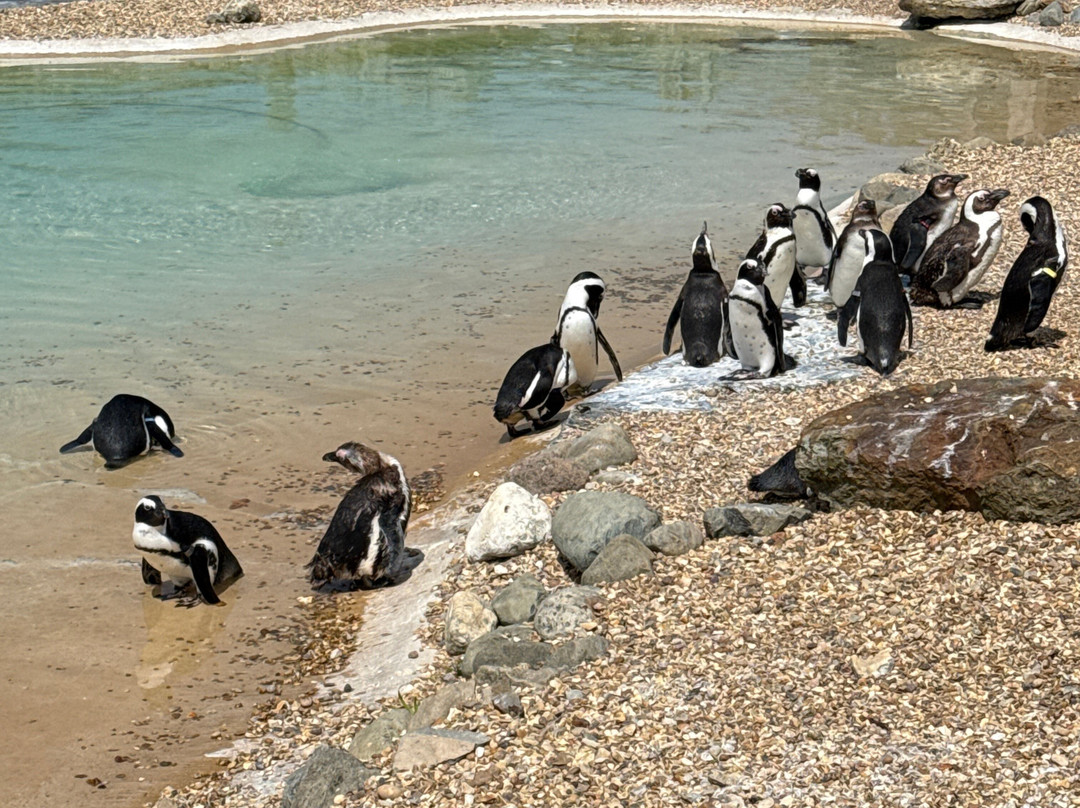 Whipsnade Zoo-邓斯特布尔必去景点
