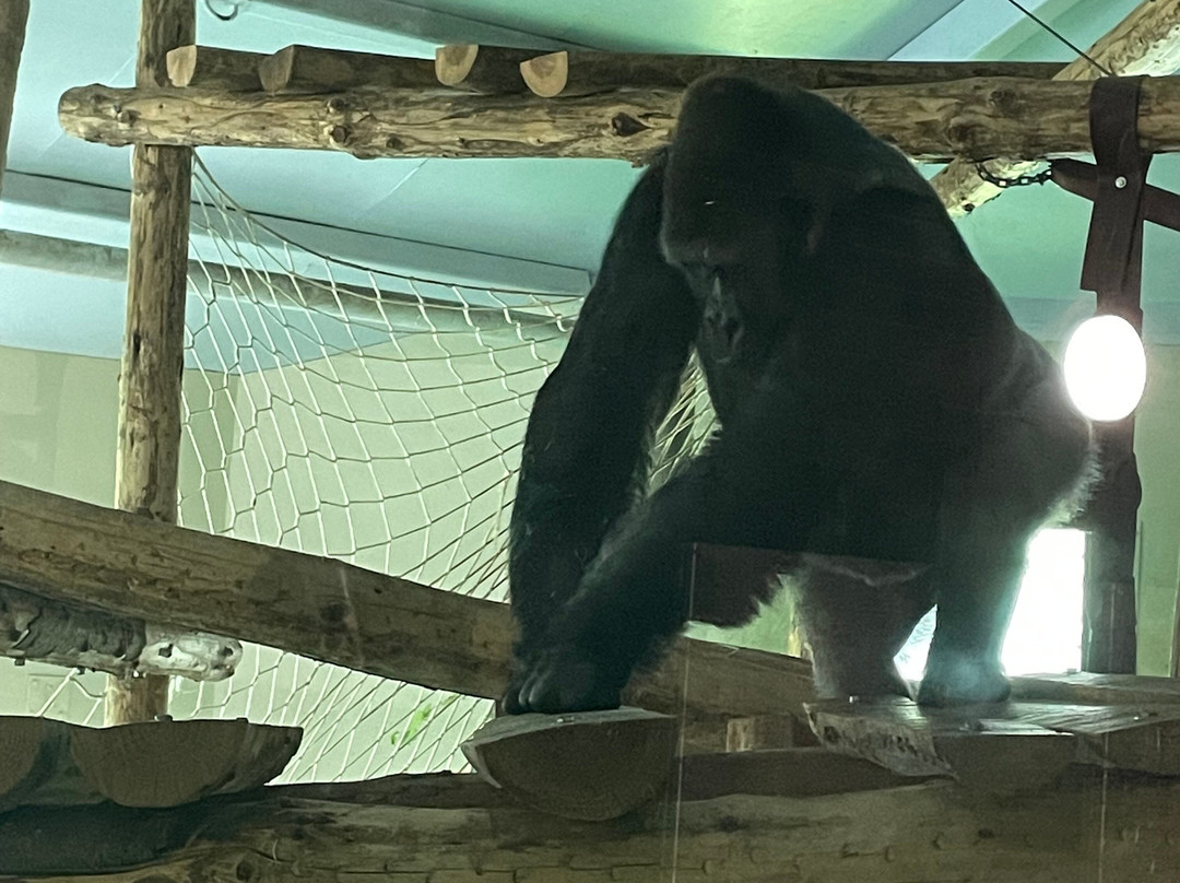 Paignton Zoo Environmental Park-佩恩顿必去景点