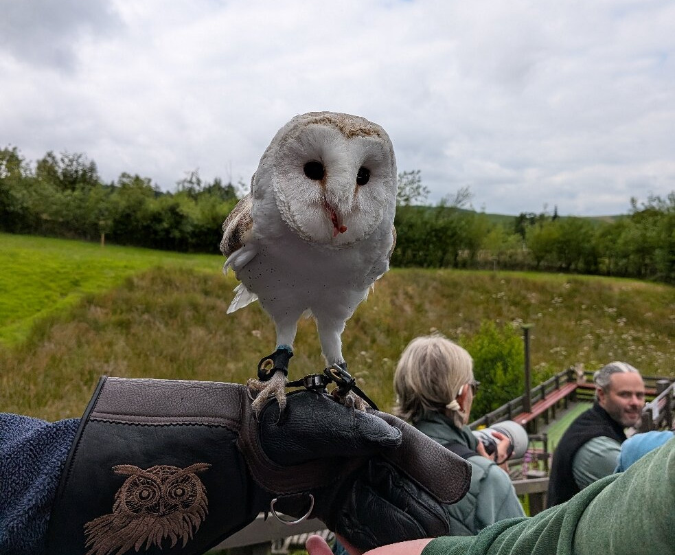 Kielder Water Bird of Prey Centre-Kielder必去景点