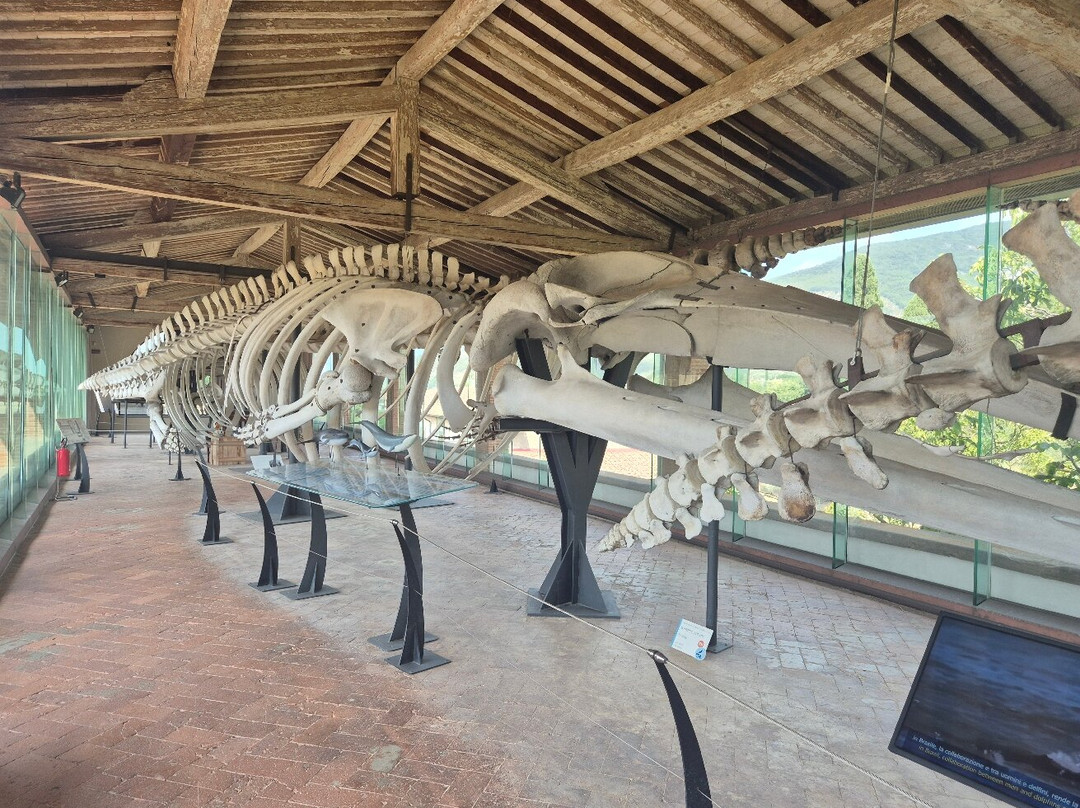 Museo di Storia Naturale - Universita di Pisa-Calci必去景点