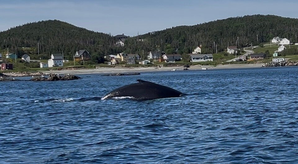 Twillingate Adventure Tours-Twillingate必去景点