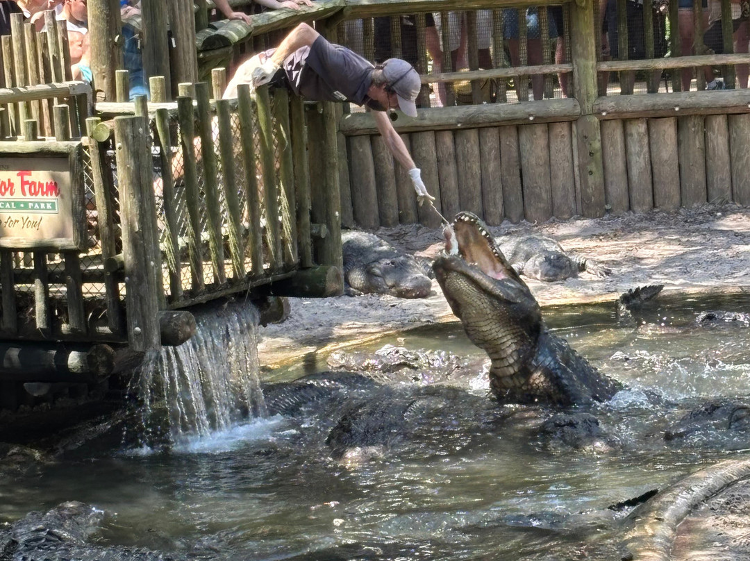 St. Augustine Alligator Farm Zoological Park-圣奥古斯丁必去景点