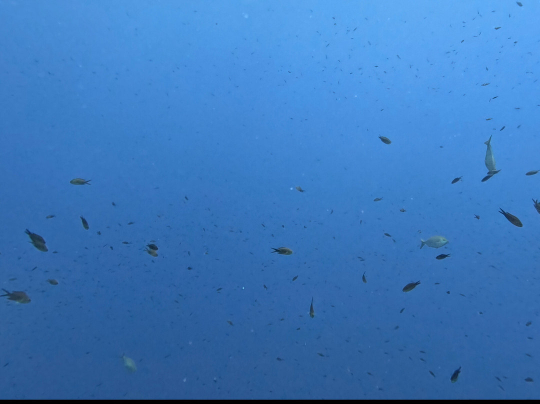 Orca Diving Ustica-Ustica必去景点
