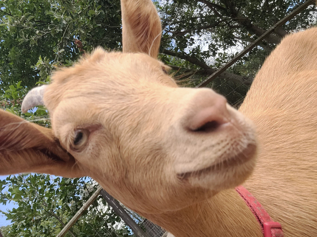 Totnes Rare Breeds Farm-托特尼斯必去景点