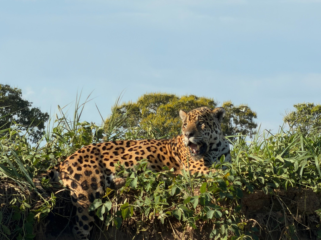 Journey With Jaguars-Porto Jofre必去景点