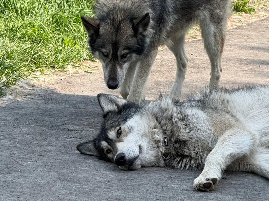 Yamnuska Wolfdog Sanctuary-科克伦必去景点