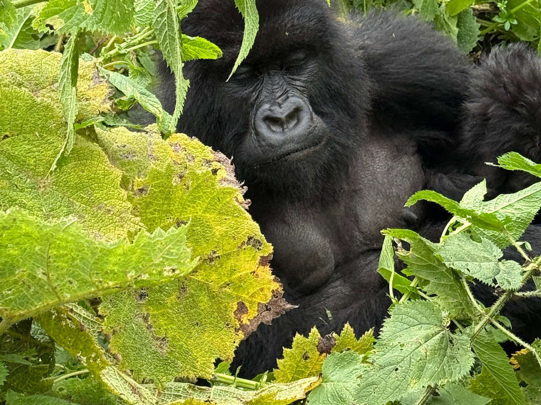 Go Gorilla Trekking-吉佳利必去景点