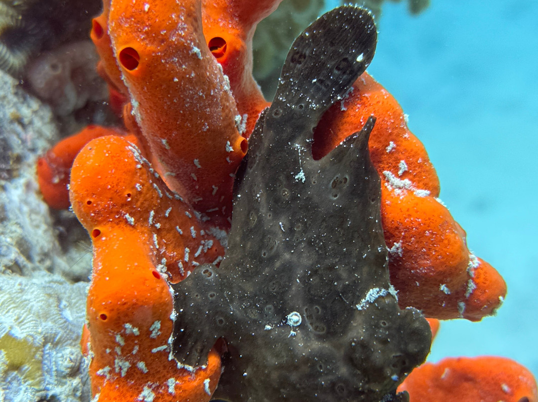 iDive Diving Centre-马卡迪湾必去景点