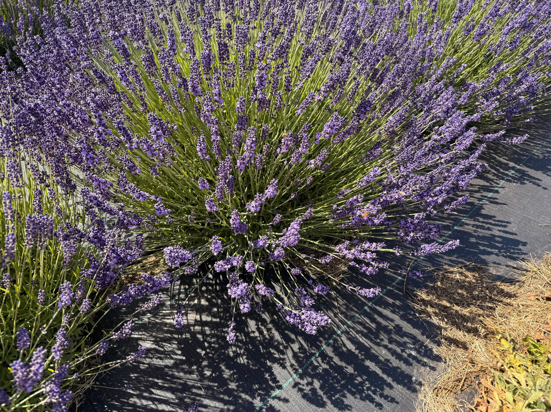 B & B Family Lavender Farm-塞奎姆必去景点