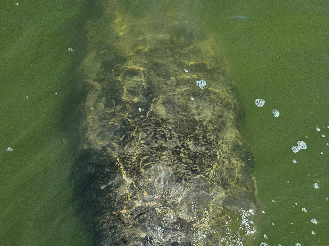 Captain Pete's Lagoon Adventures-Merritt Island必去景点