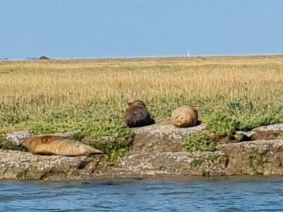 Wildlife Boat Trips-Walton-on-the-Naze必去景点