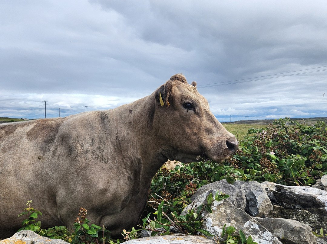 Failte Bus Tour-Inishmore必去景点