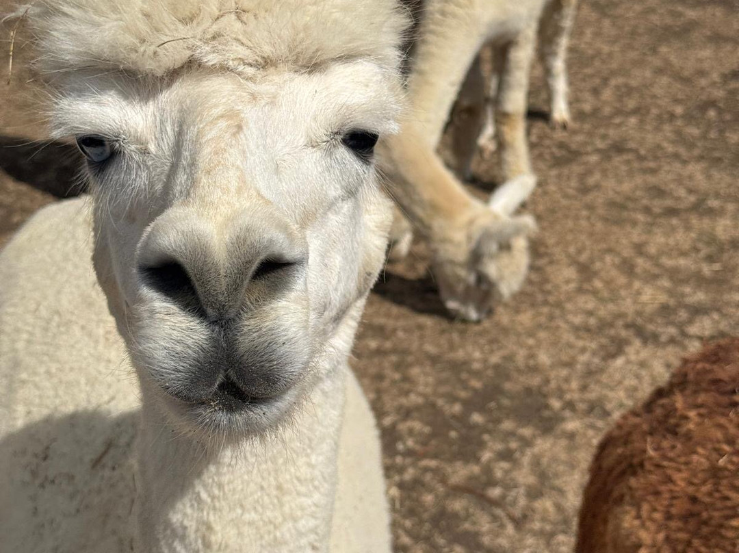 Cary Alpacas-约维尔必去景点
