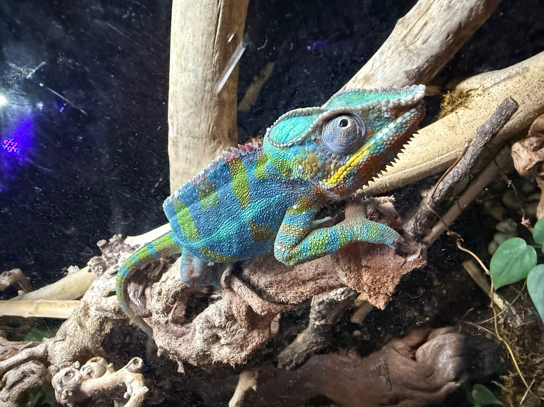 Plantasia Tropical Zoo-斯温西必去景点