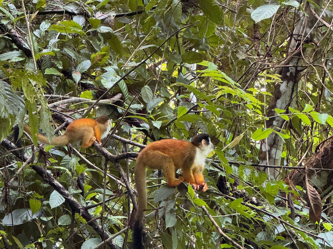 Jaguar Corcovado Tours-希门尼斯港必去景点