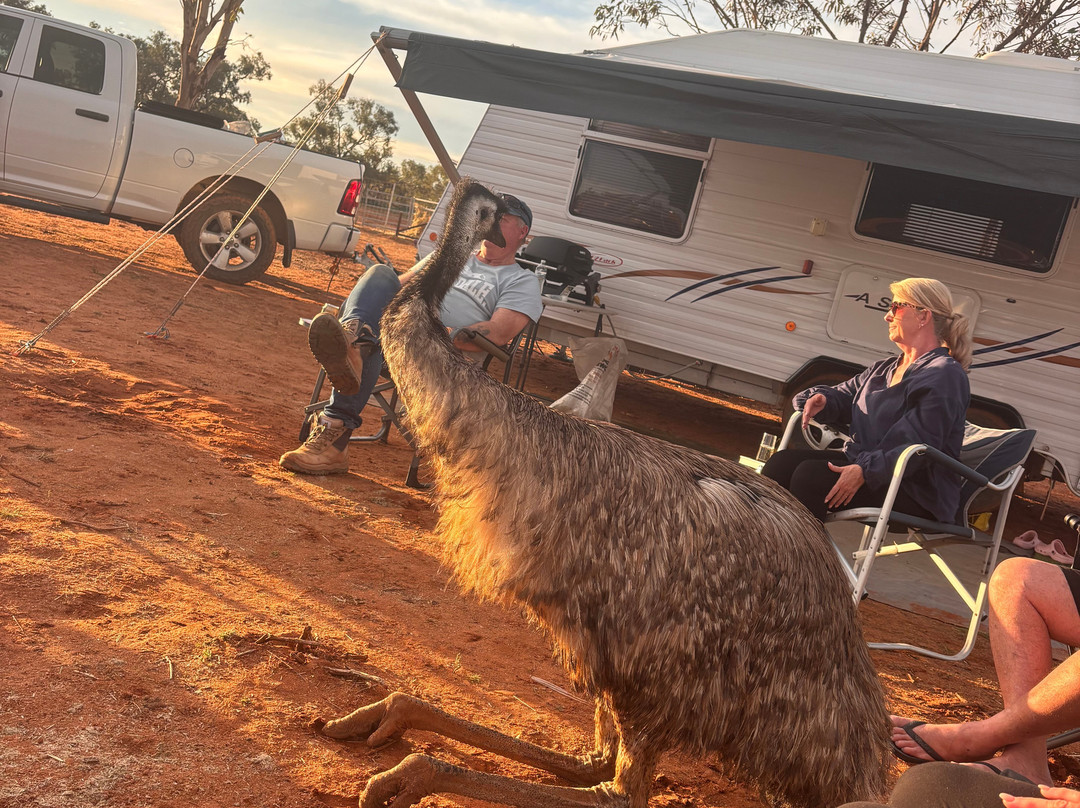 Silverton Outback Camels-Silverton必去景点