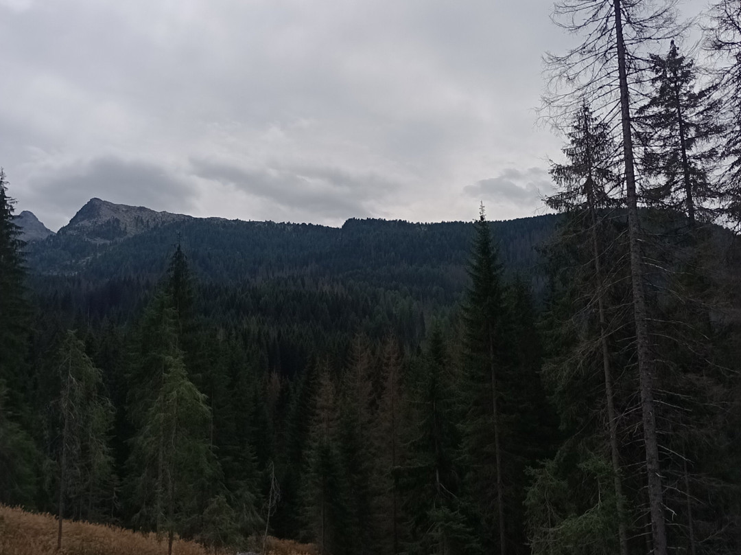 Parco Paneveggio - Pale di San Martino-普雷达佐必去景点