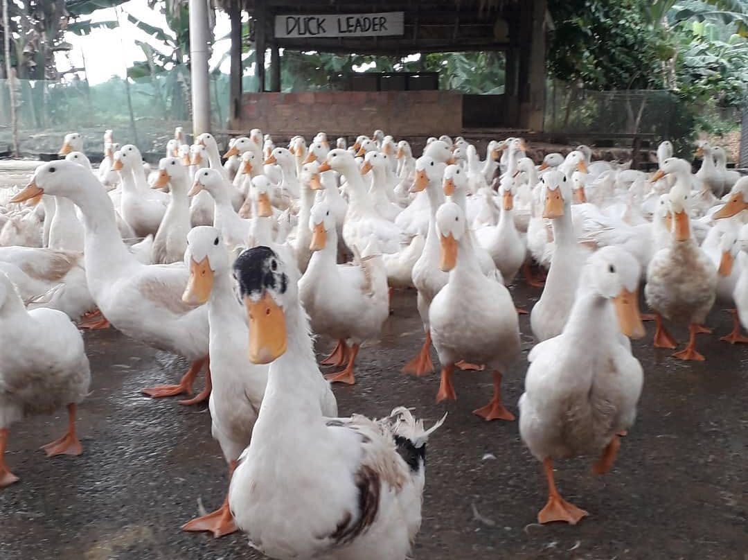 The Duck Stop Cat Ba