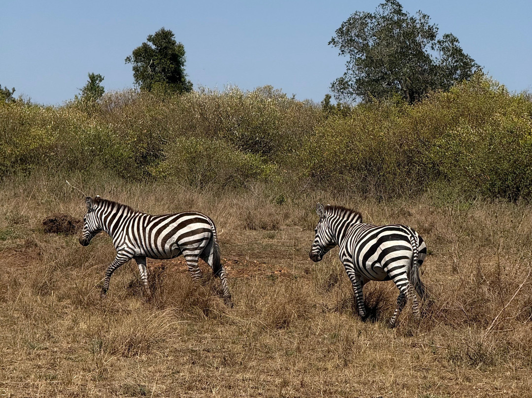 Maasai Mara National Reserve-纳罗克必去景点