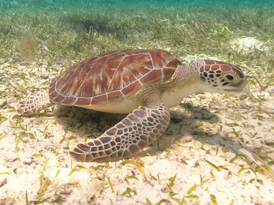 Cozumel Cruise Excursions - Private Tours-考祖梅必去景点