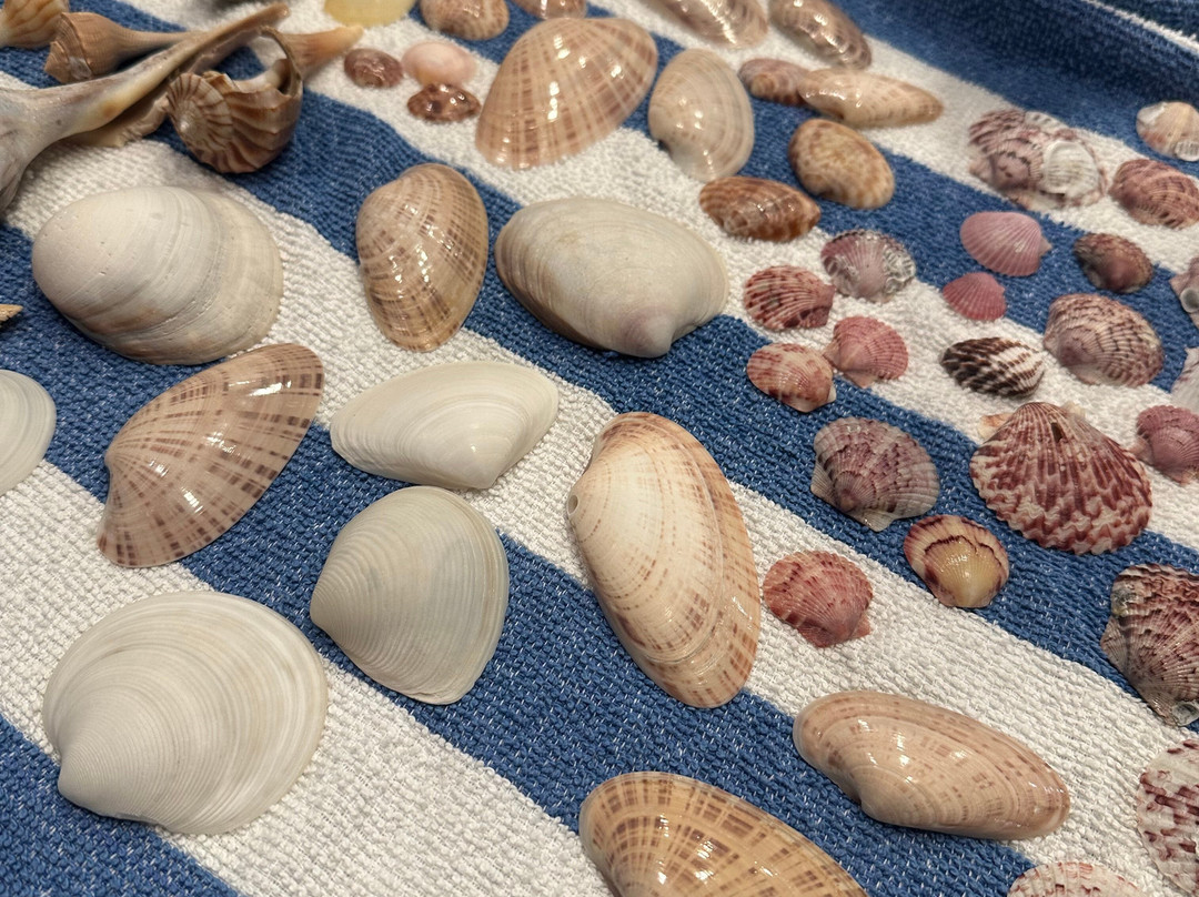Treasure Seekers Shell Tours-Goodland必去景点