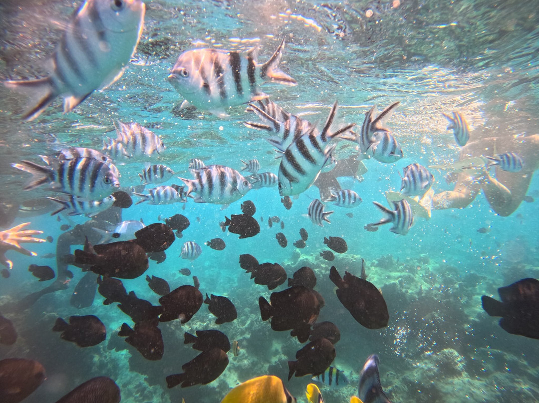 Dive Point Zanzibar-Matemwe必去景点