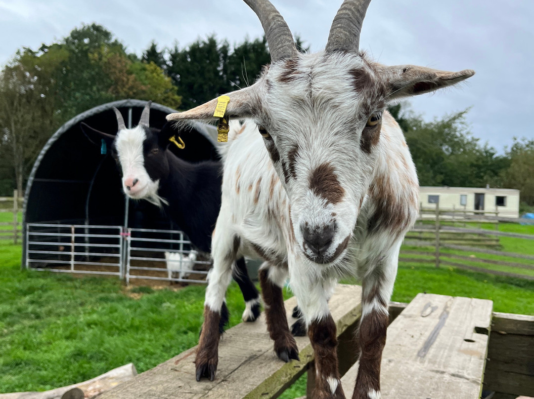 Woodlands Alpaca Farm-沃灵顿必去景点
