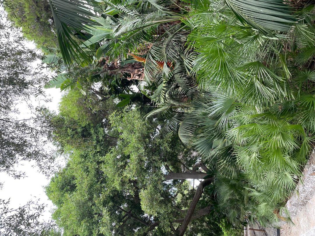 Gibraltar Botanic Gardens (The Alameda)-直布罗陀必去景点