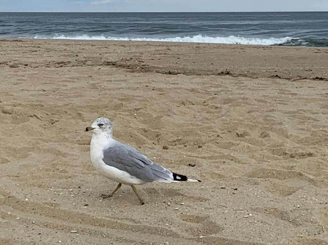 Long Branch Beach & Boardwalk-Long Branch必去景点