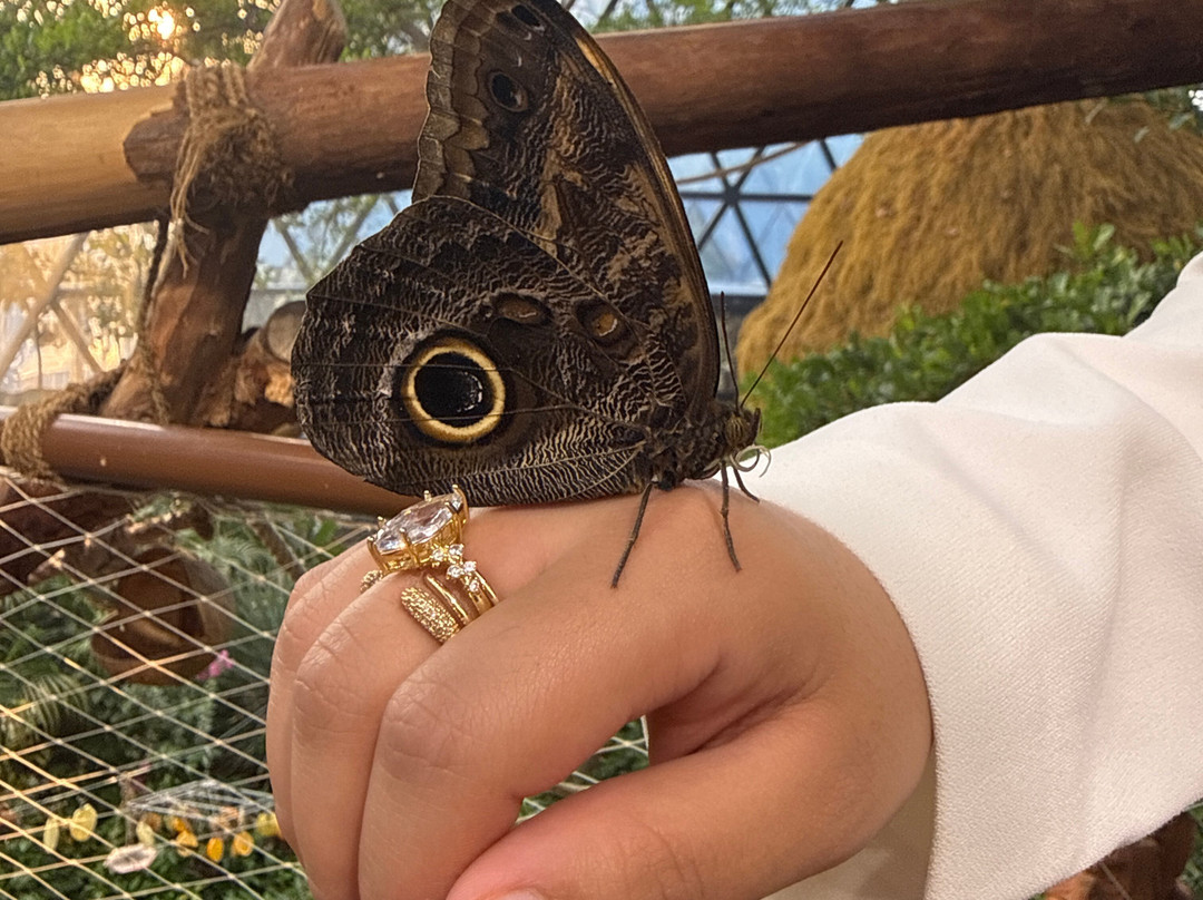 The Butterfly Gardens Abu Dhabi-阿布扎比必去景点